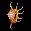 To Conchology (Lambis crocata PURPLE)