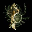 To Conchology (Hexaplex cichoreum FREAK)