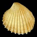 To Conchology (Cyclocardia beebei)