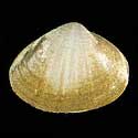 To Conchology (Mactra glauca LARGE)