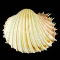 To Conchology (Procardium indicum)