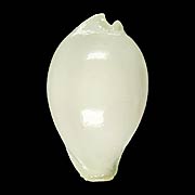 To Conchology (Naria eburnea)