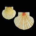 To Conchology (Pecten maximus ORANGE)