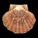 To Conchology (Pecten maximus FREAK)