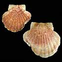 To Conchology (Pecten maximus FREAK)