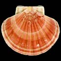 To Conchology (Pecten maximus RED)