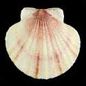 To Conchology (Annachlamys kuhnholtzi)