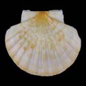 To Conchology (Pecten maximus YELLOW)