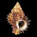 To Conchology (Hexaplex angularis)