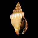 To Conchology (Canarium erythrinum BROWN)