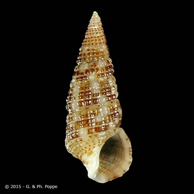 Shell Encyclopedia - Worms Details | Conchology | Conchology