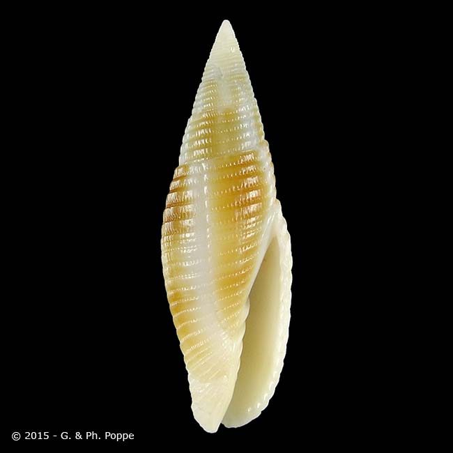 Shell Encyclopedia - Conchological MegaDatabase Iconographic Overview ...