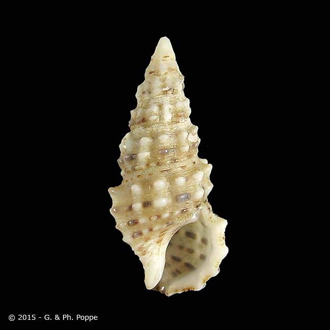 Shell Encyclopedia - Worms Details | Conchology | Conchology