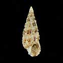 To Conchology (Cerithium alutaceum)
