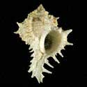 To Conchology (Hexaplex fulvescens)