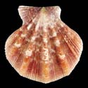 To Conchology (Notochlamys hexactes)