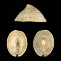 To Conchology (Emarginula crassa FOSSIL)