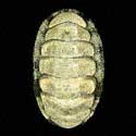 To Conchology (Acanthopleura vaillantii)