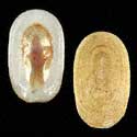 To Conchology (Scutus antipodes GIANT)
