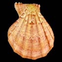 To Conchology (Manupecten pesfelis)