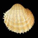 To Conchology (Acanthocardia paucicostata)