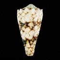 To Conchology (Conus bandanus GRANULATE)