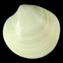 To Conchology (Dosinia concentrica)