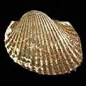 To Conchology (Anadara gibbosa)