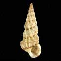 To Conchology (Epitonium clathrus MEDITERRANEAN CREAM)
