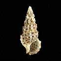 To Conchology (Cerithium scabridum)