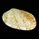 To Conchology (Venerupis geographica)