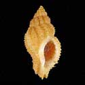 To Conchology (Ocinebrina reinai)