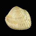 To Conchology (Parvicardium exiguum)