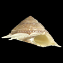 To Conchology (Guildfordia triumphans)