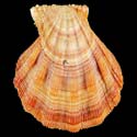 To Conchology (Manupecten pesfelis GIANT)