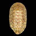 To Conchology (Rhyssoplax canariensis)
