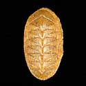 To Conchology (Rhyssoplax canariensis)
