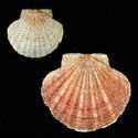 To Conchology (Pecten maximus GIANT)