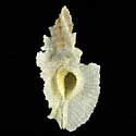 To Conchology (Pterynotus pellucidus GIANT)
