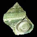To Conchology (Turbo saxosus)