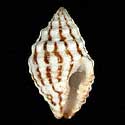To Conchology (Engina fuscolineata)