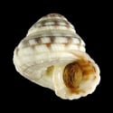To Conchology (Heliacus cylindricus)