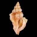 To Conchology (Ocenebra piantonii)