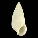 To Conchology (Cerithium lividulum)