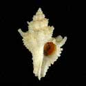 To Conchology (Babelomurex dalli)