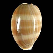 To Conchology (Lyncina vitellus BULLA STAGE)