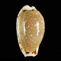 To Conchology (Naria labrolineata CALLOUSED)