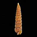 To Conchology (Cerithiopsis diadema)