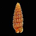 To Conchology (Cerithiopsis tubercularis)