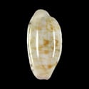 To Conchology (Talostolida teres janae)